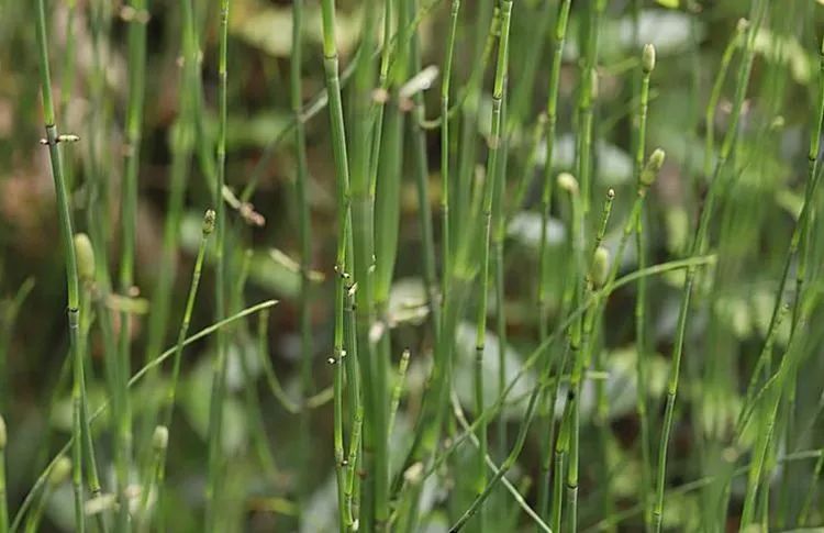 不起眼的野草一亩几万元,农村常见的野草听说比人参还贵