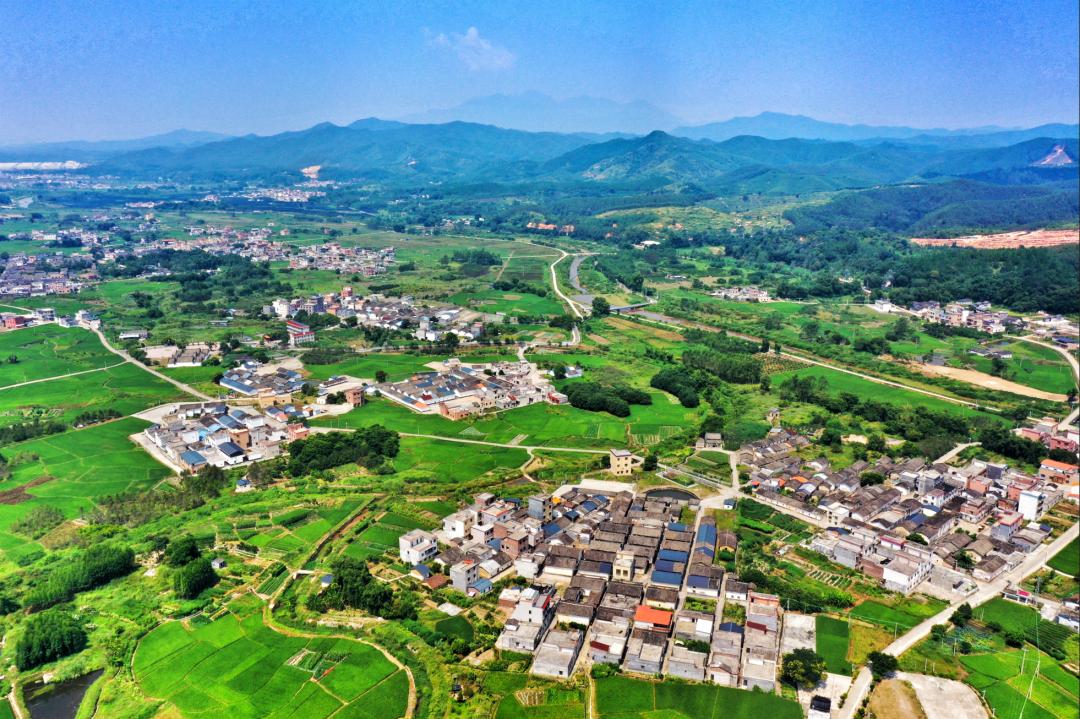 佛冈这十年：农业更强、农村更美、农民更富