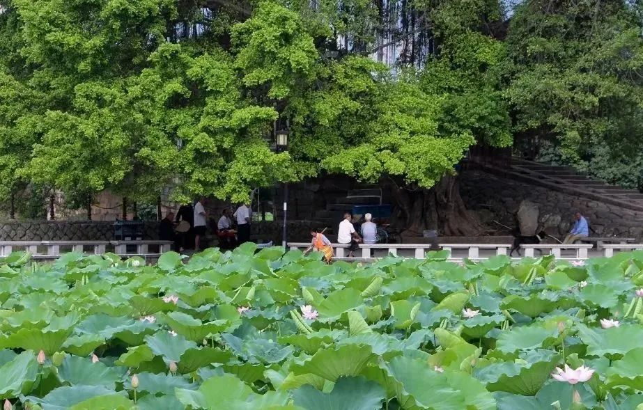 当古诗词遇到秋天有多美,当古诗词遇上莆田方言