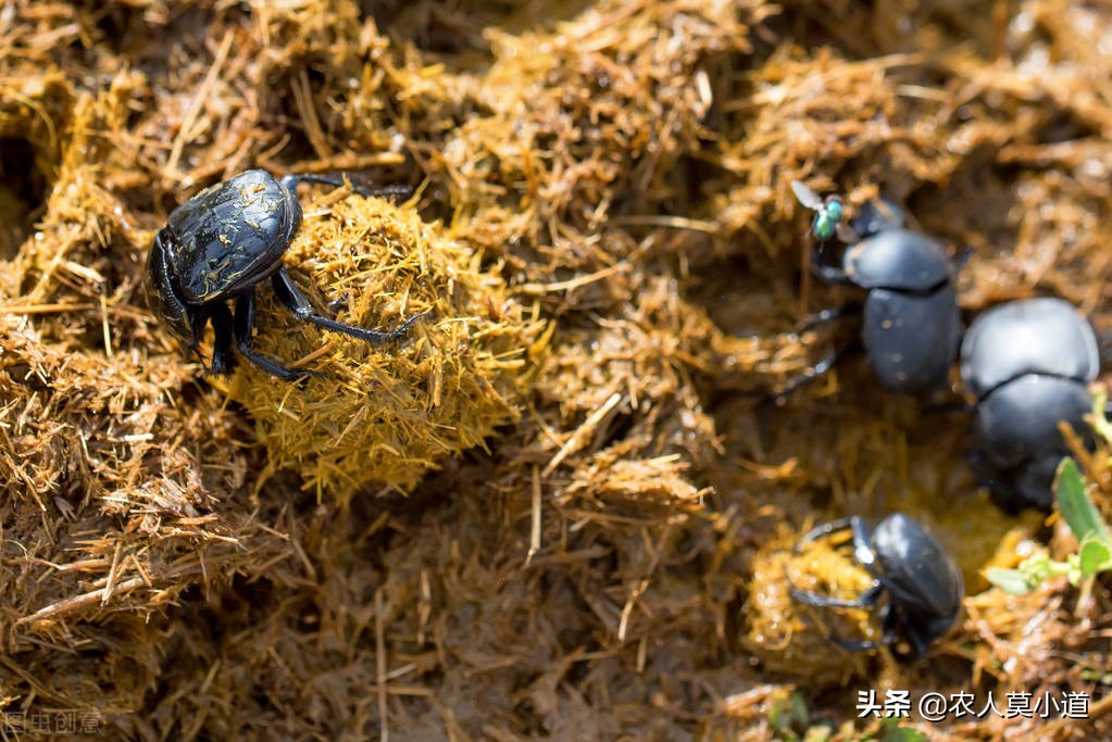 养殖蛴螬骗局,养殖金龟子