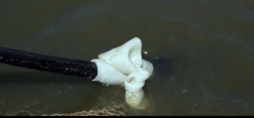 打捞巨型魟鱼,巨大魟鱼