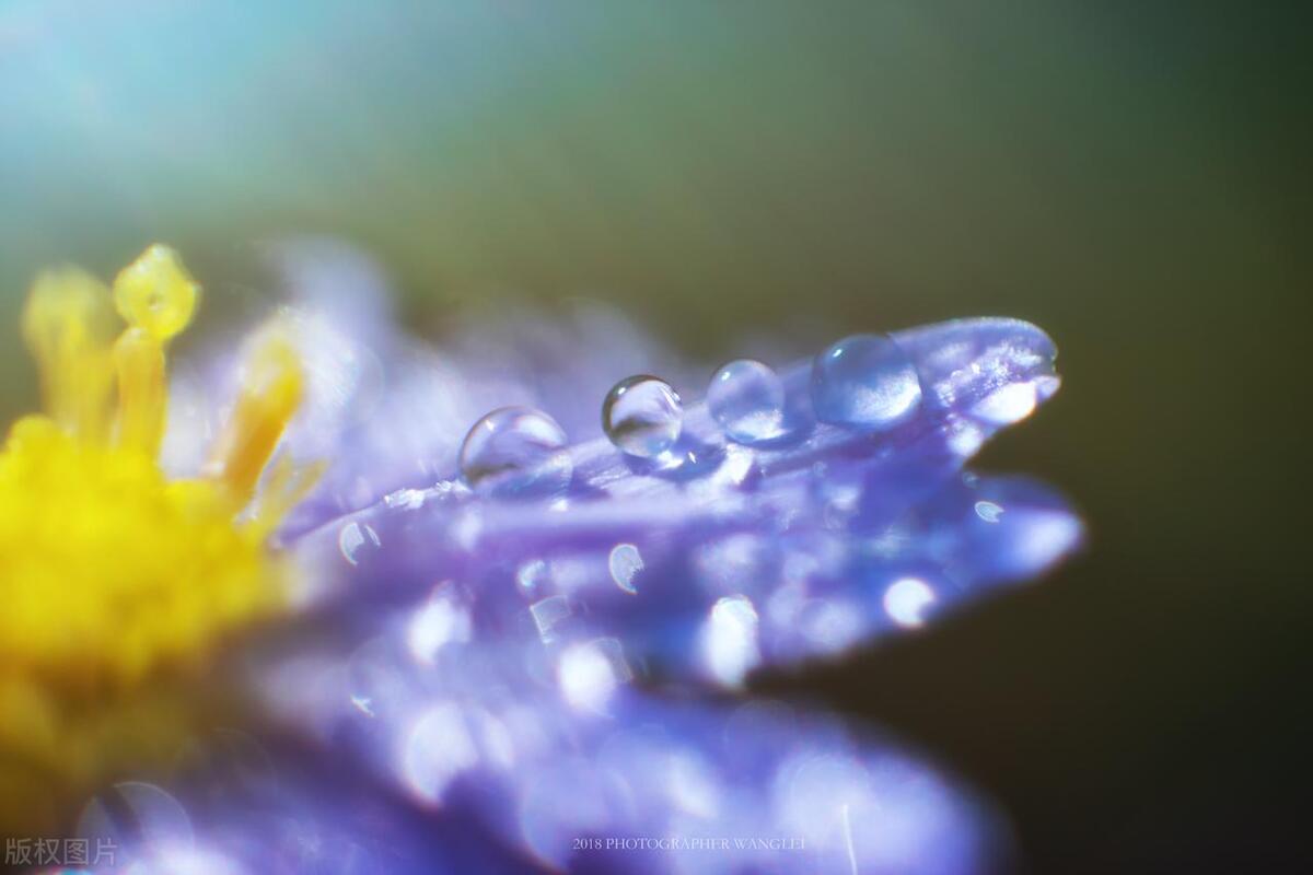 拍摄技巧如何拍摄好看的花卉照片,拍摄花卉技巧大全图片