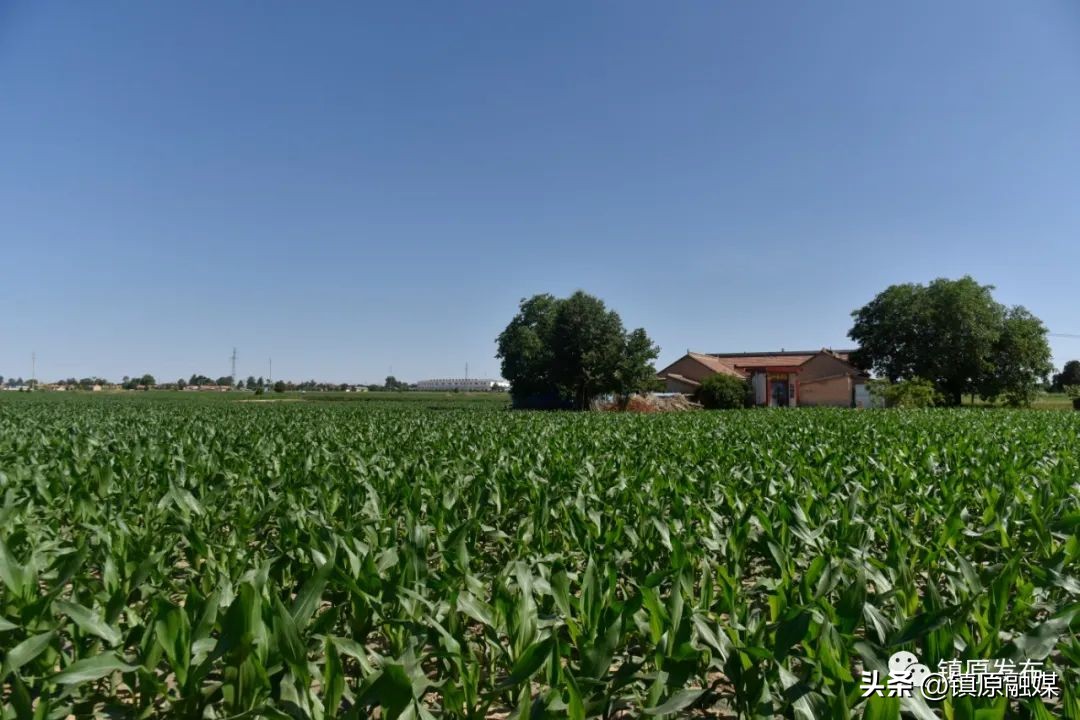 稻庄镇扎实推进乡村产业全面振兴,孟坝镇新农村规划图