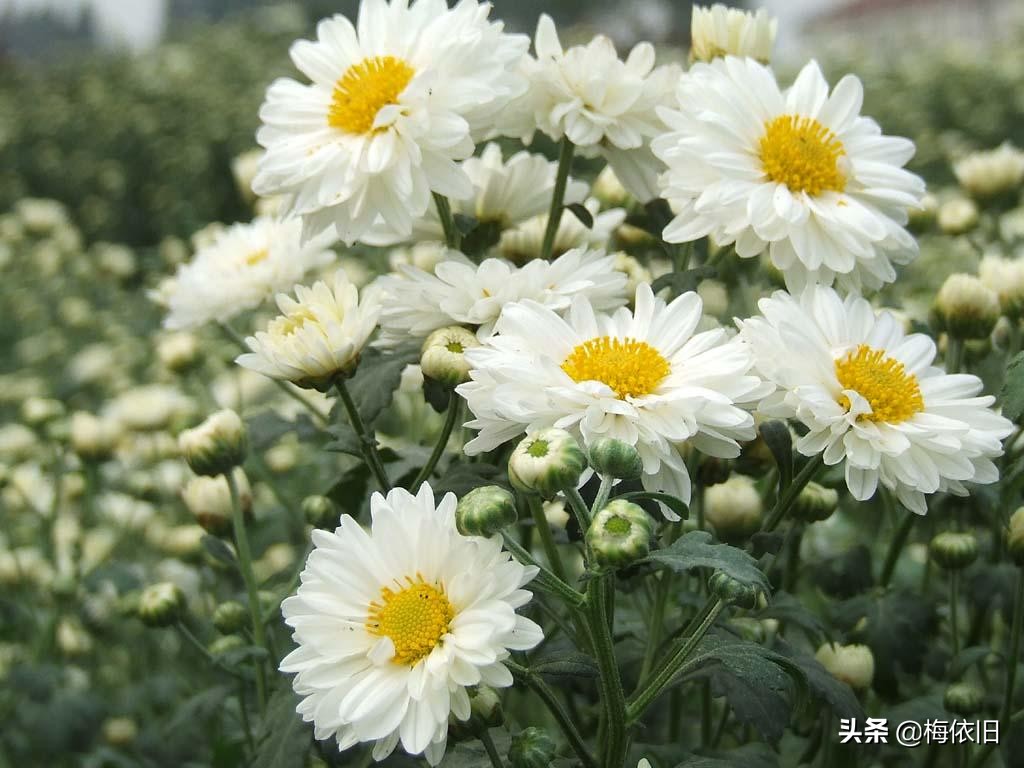 最有特色的菊花,哪种菊花最好吃