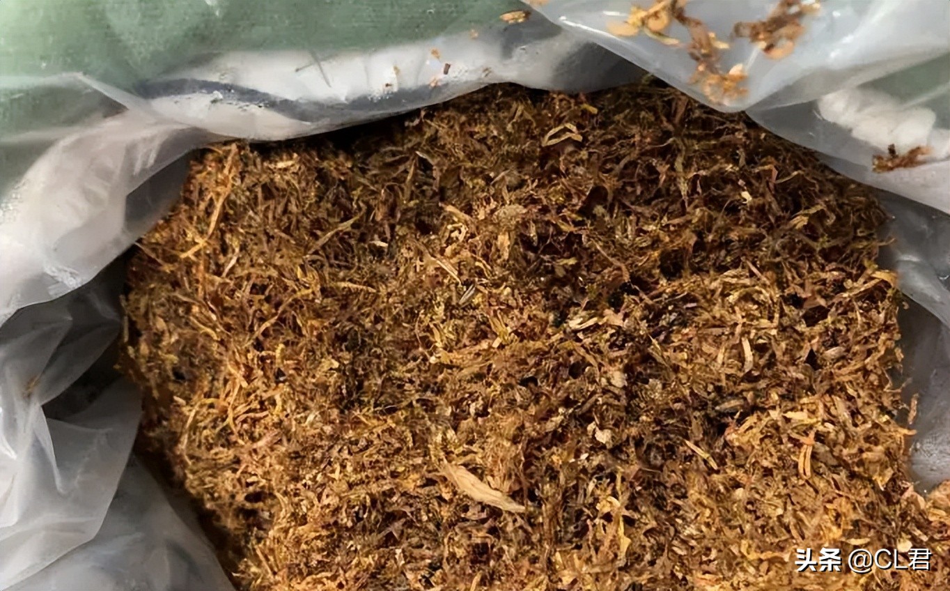 种菜遇见菜青虫，千万别打药，3个小技巧轻松解决，一定要学会