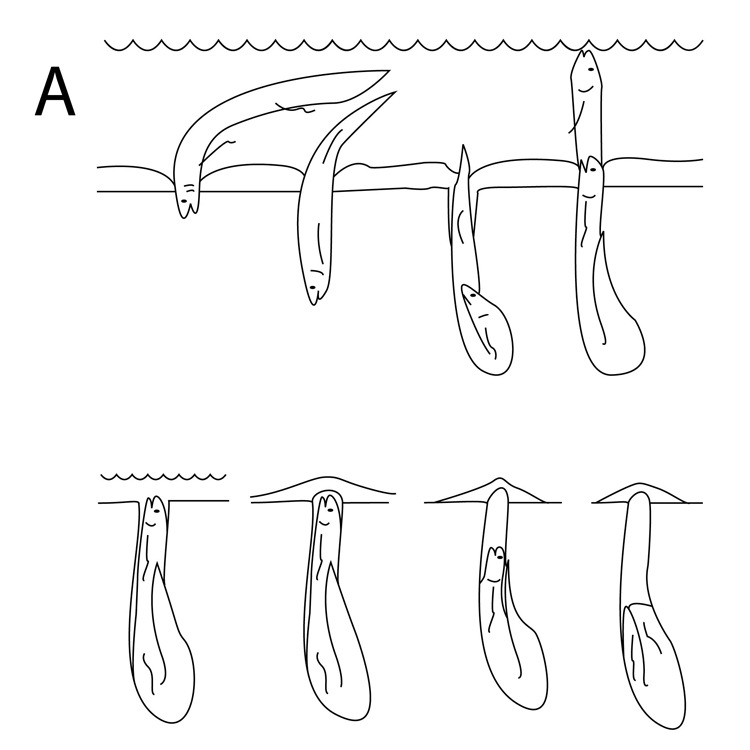 灭绝史前鱼类被发现,史前第一次生物灭绝