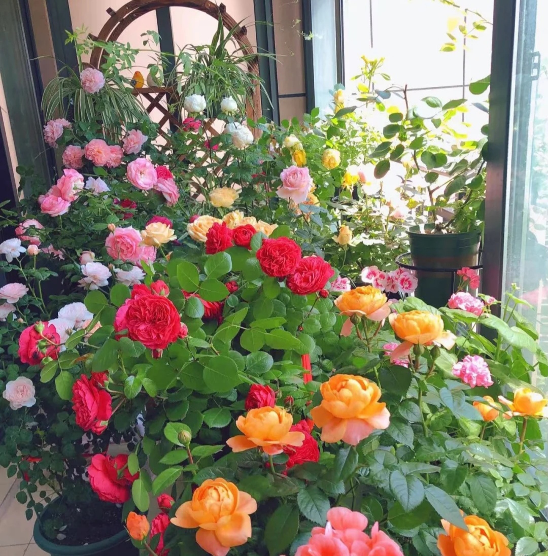 100种花能养在阳台上，50种开花的，40种绿植，10种蔬果