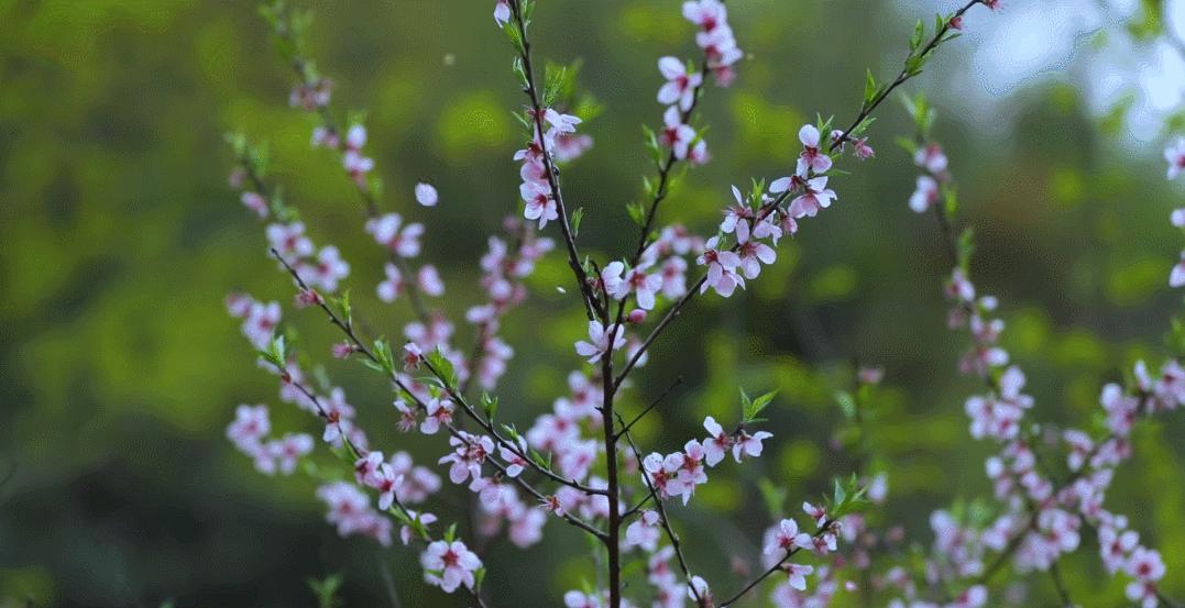 上巳节古老而有诗意的三月三,人间最美三月三