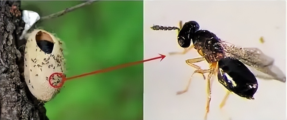 白蛾周氏啮小蜂,美国白蛾天敌是什么蜂