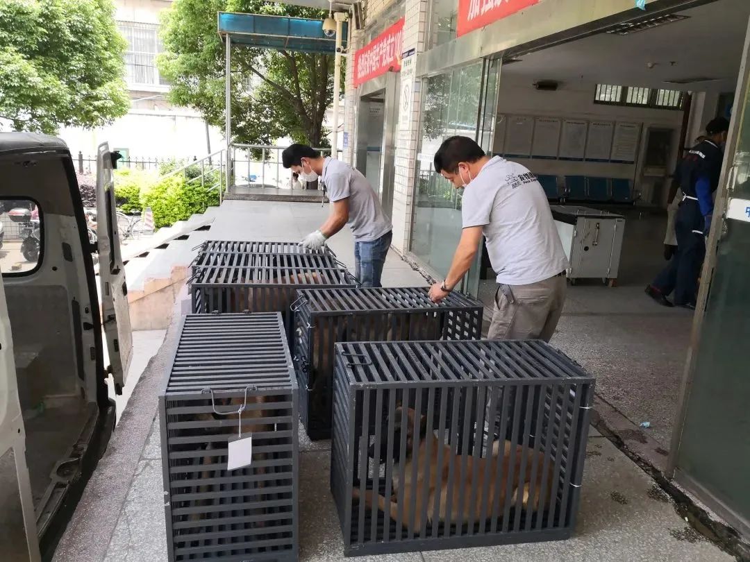 铁路托运宠物,专门的宠物托运都怎么托运的