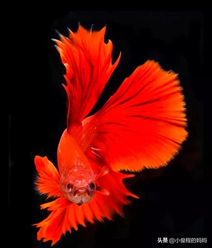 泰国斗鱼的图片大全集,泰国斗鱼公母混养