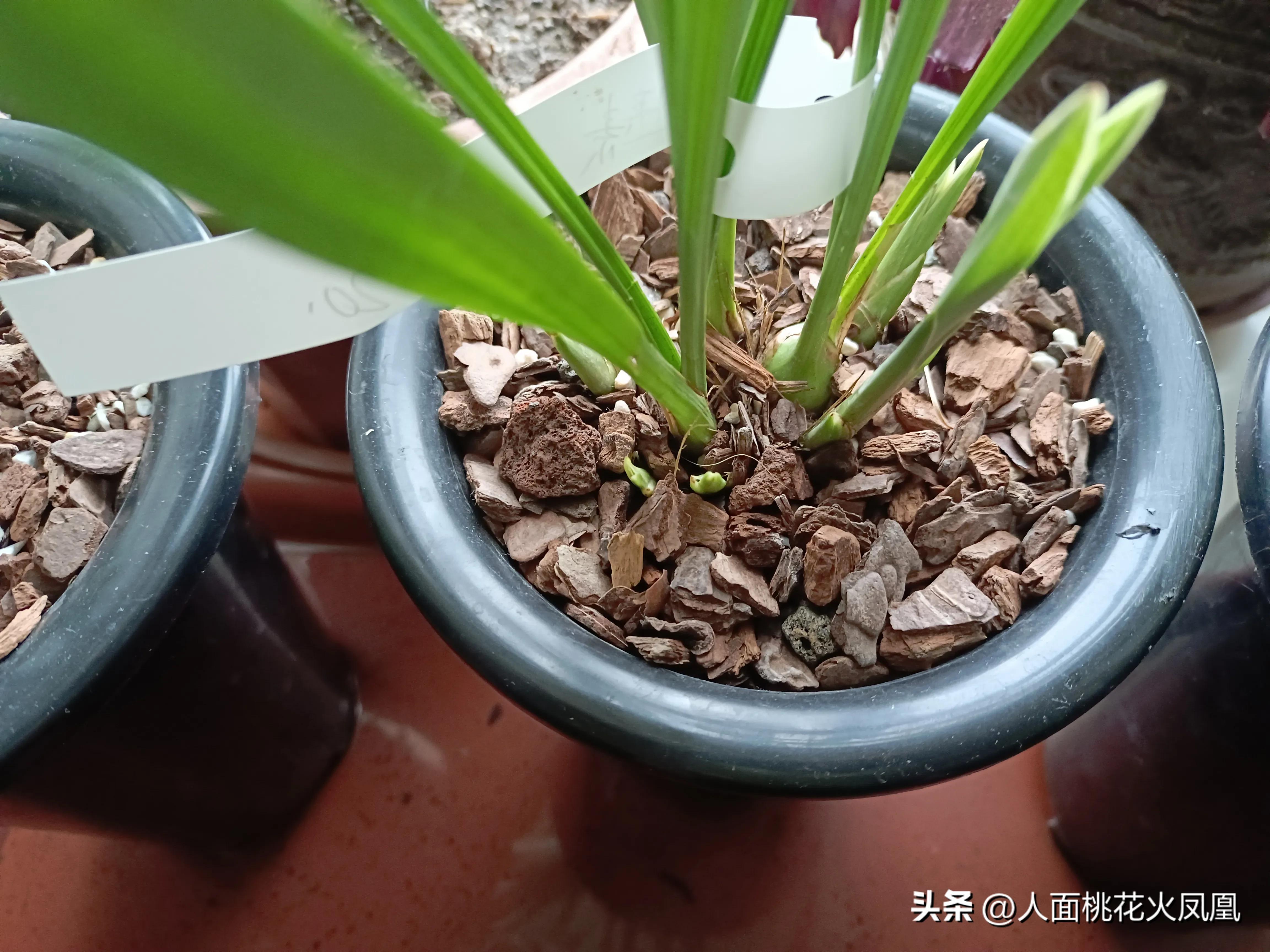 建兰不长新芽是什么原因,建兰花不开花是怎么回事