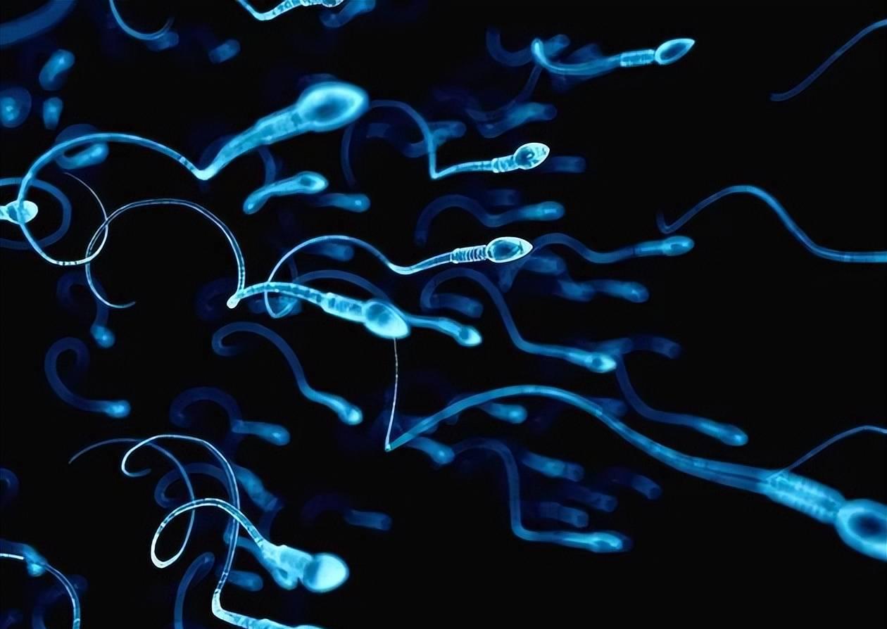 精子的运动能量,精子活动力半数呈直线运动