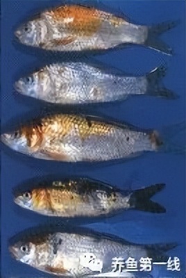 水生生物大盘点,水生生物多图排版