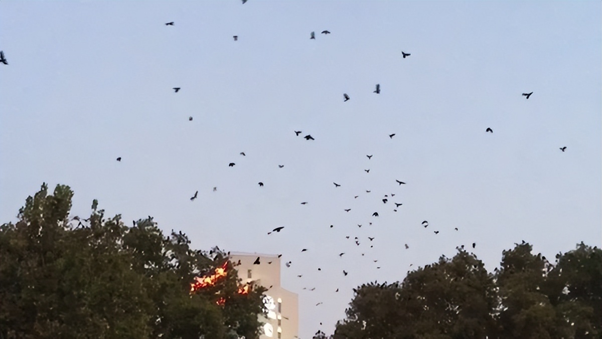 地震时会出现地震云是真的还是假,雅安地震后现七彩云