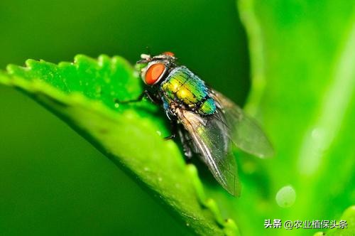 昆虫的习性与行为与害虫防治,害虫防治与昆虫分类