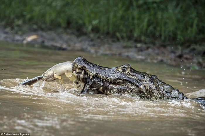 体型最大的乌龟有多大图片,背扁平的乌龟是什么龟
