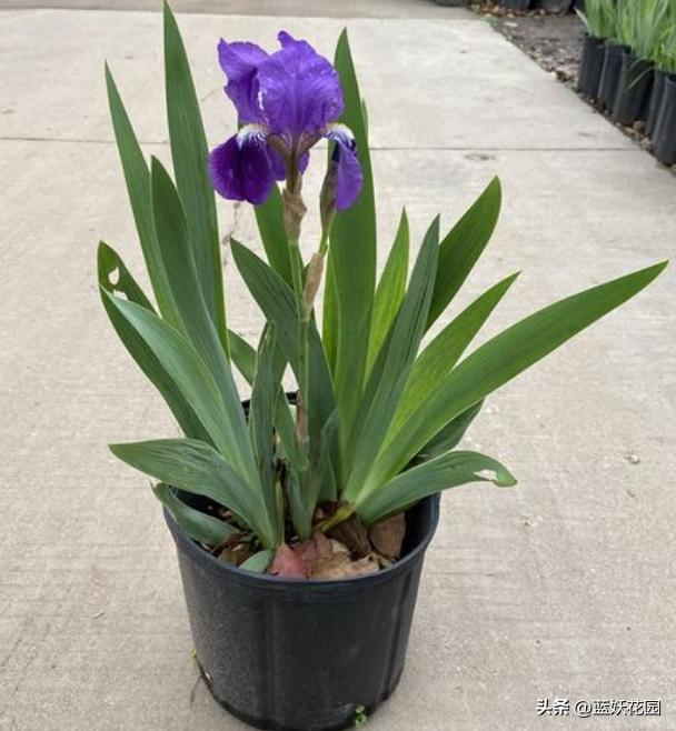 鸢尾花哪种比较好养,鸢尾耐寒品种