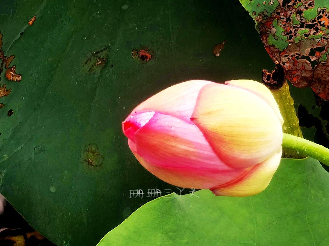 佛山最美荷花景区,佛山荷花世界游玩攻略