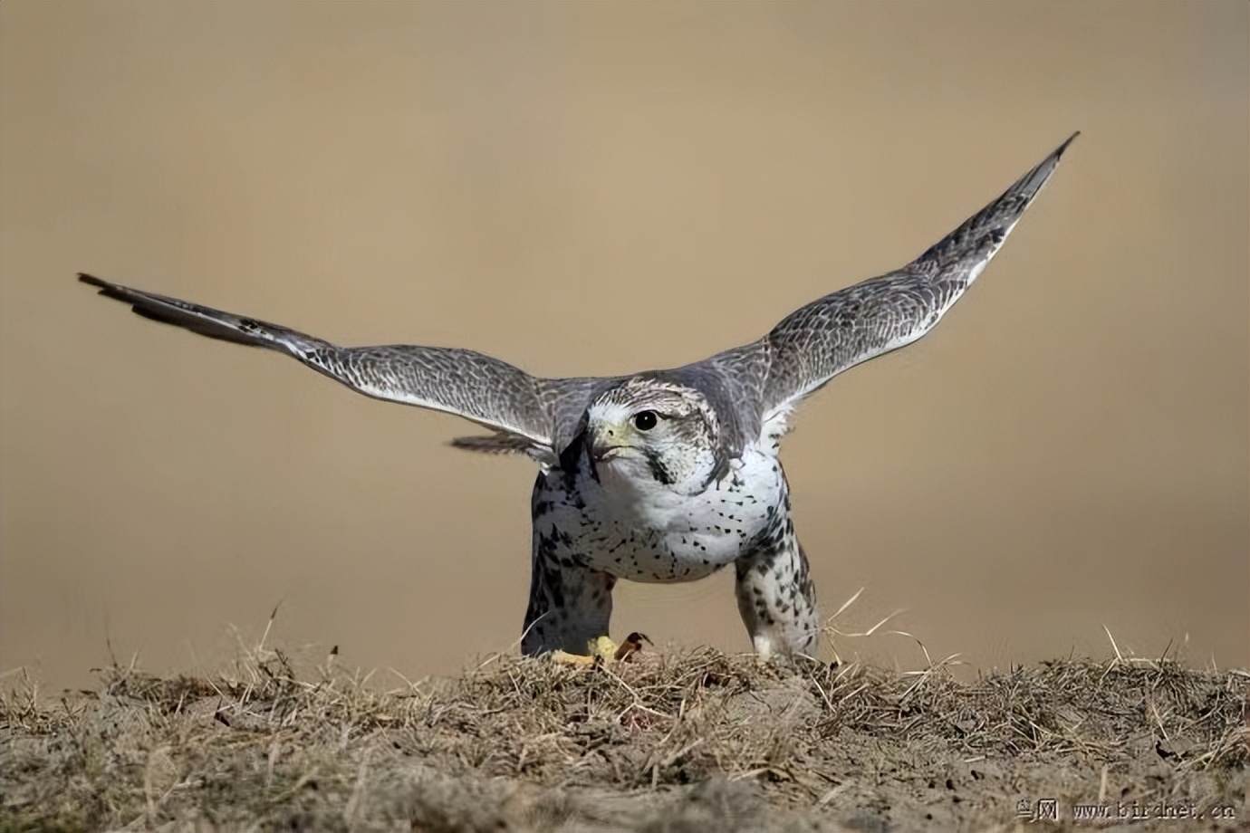世界最奢侈的宠物狗,迪拜土豪的宠物鹰猎