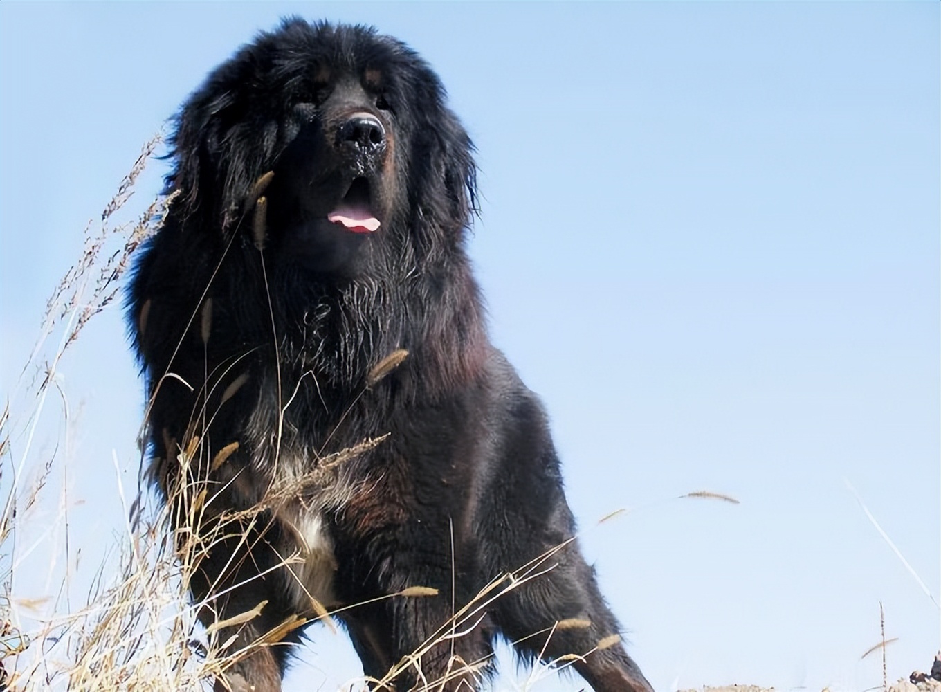 动物园全部被虎王咬死的故事,动物世界雄狮咬死鬣狗首领