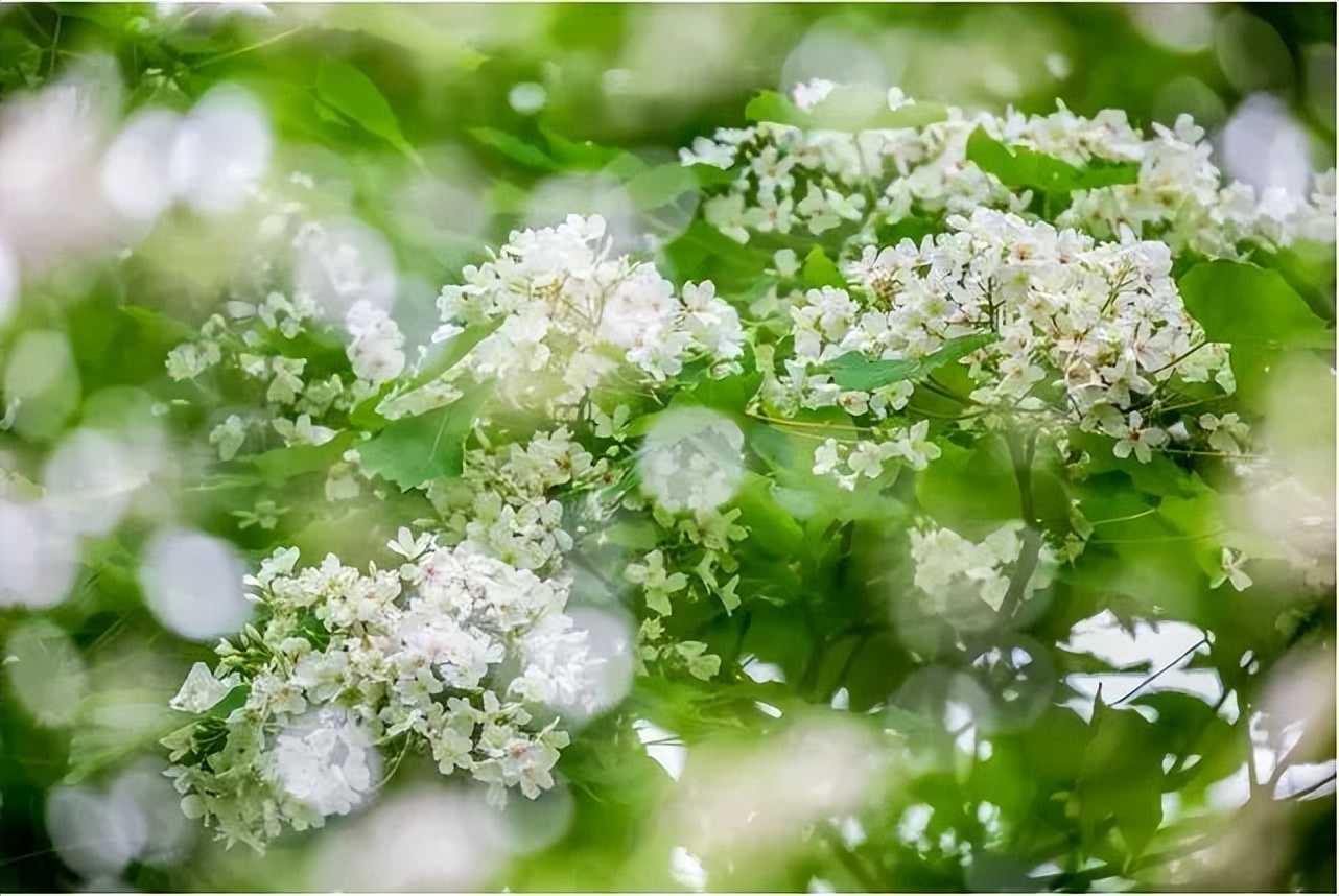 广州鹤之洲湿地公园游玩攻略简介,增城凤凰古城一日游最佳去处
