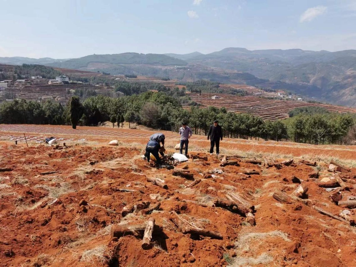 茯苓行情讲解,专家分析茯苓行情走势最新消息