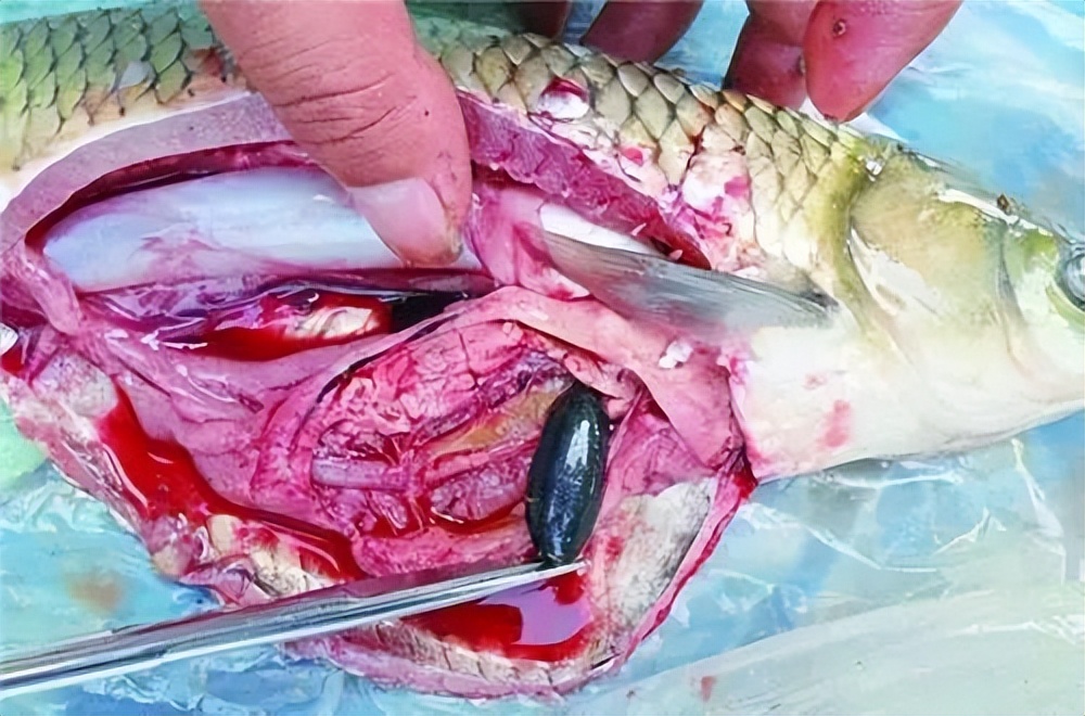 这些鱼都吃过，我是怎么活到现在的？！