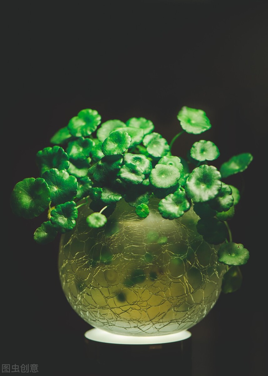 室内水培植物怎样防止蚊虫滋生,除蚊虫的最快的土方法