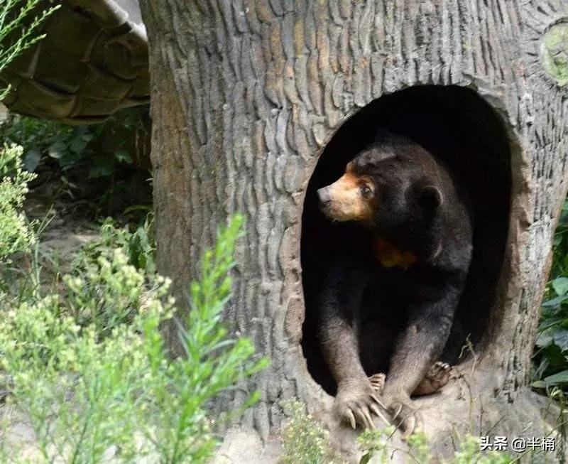 熊冬眠被挖出来,熊冬眠后被人吵醒了还会继续睡吗