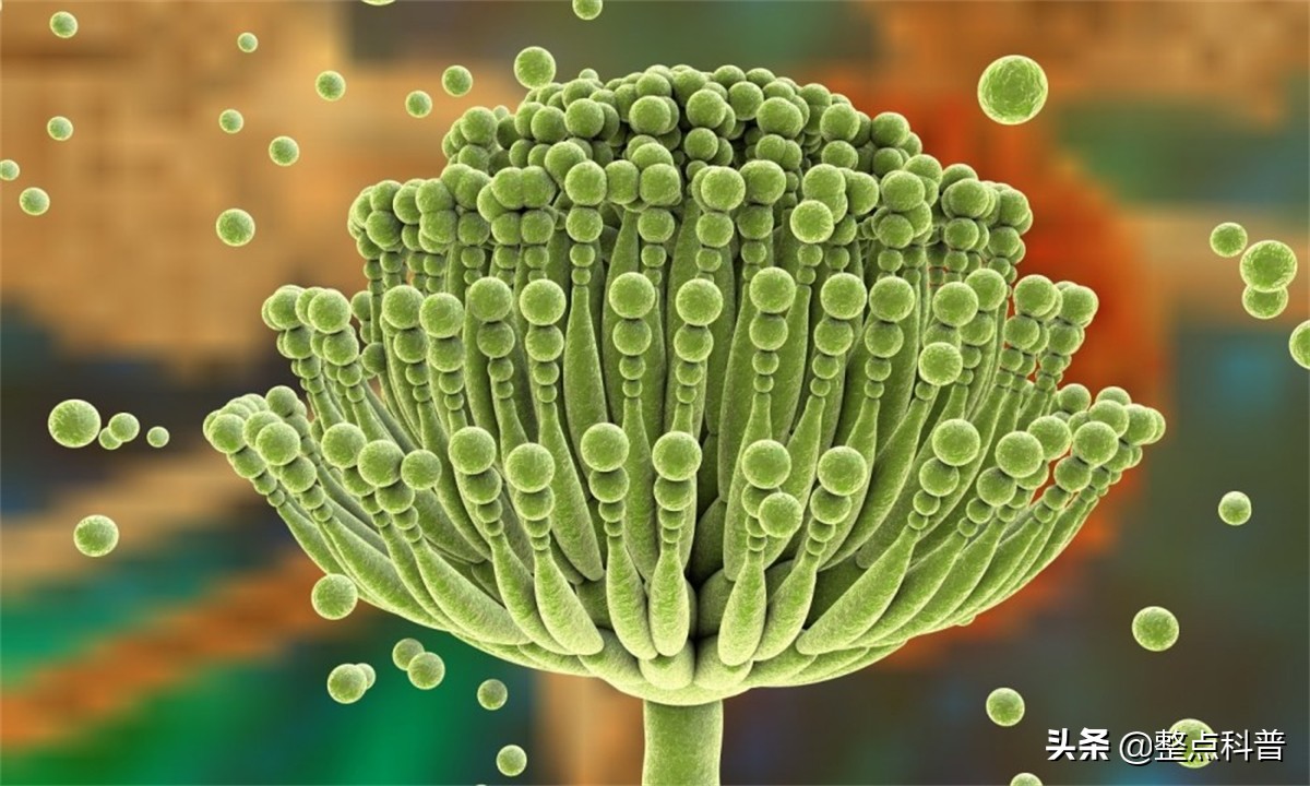 普洱茶熟茶里的霉菌,变质的普洱茶熟茶喝了会如何