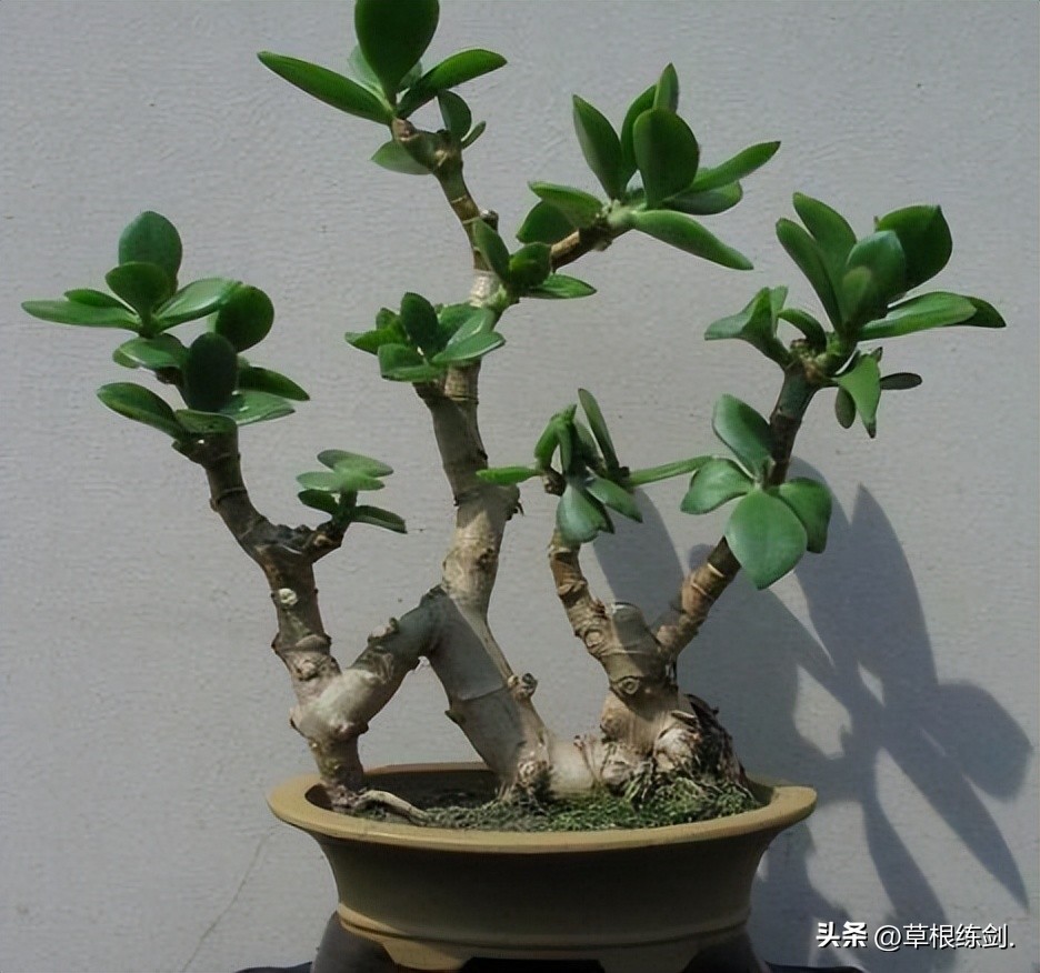 世界传统文化知识——220大类知识博览排行！（六）