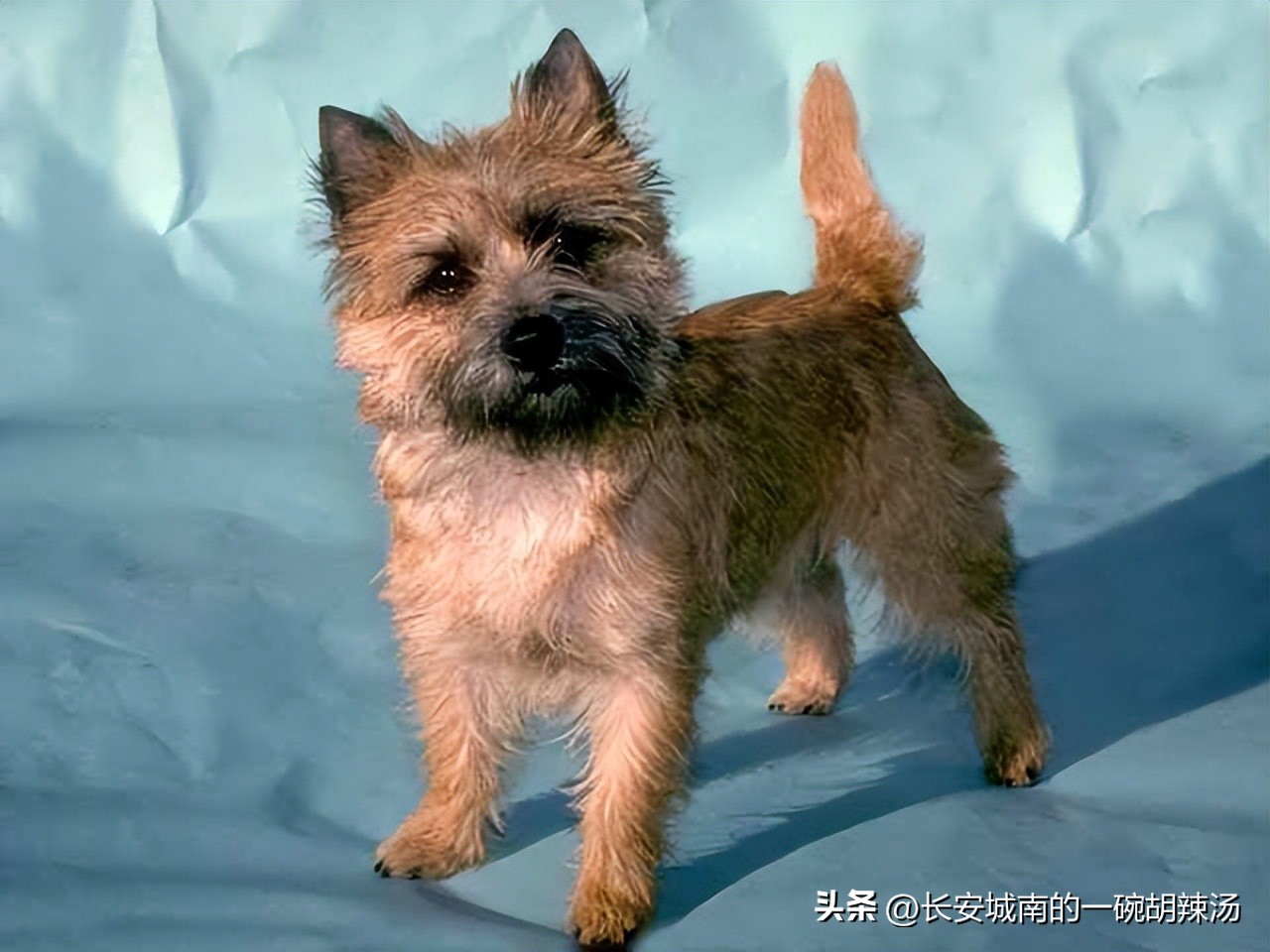 世界名犬大赛全程视频,世界名犬狗狗品种大全