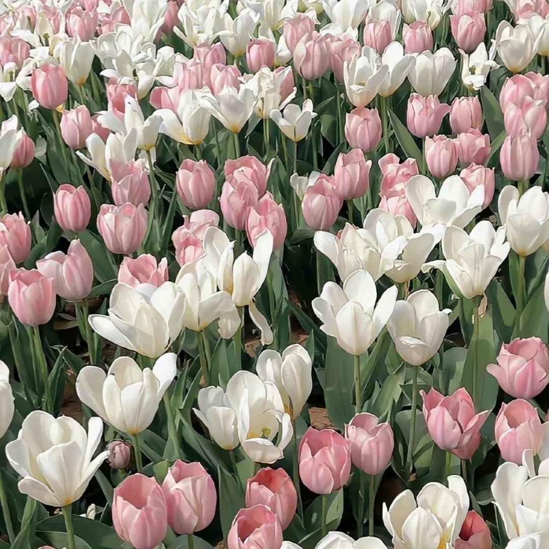 背景图ins风鲜花,ins复古黑色鲜花壁纸