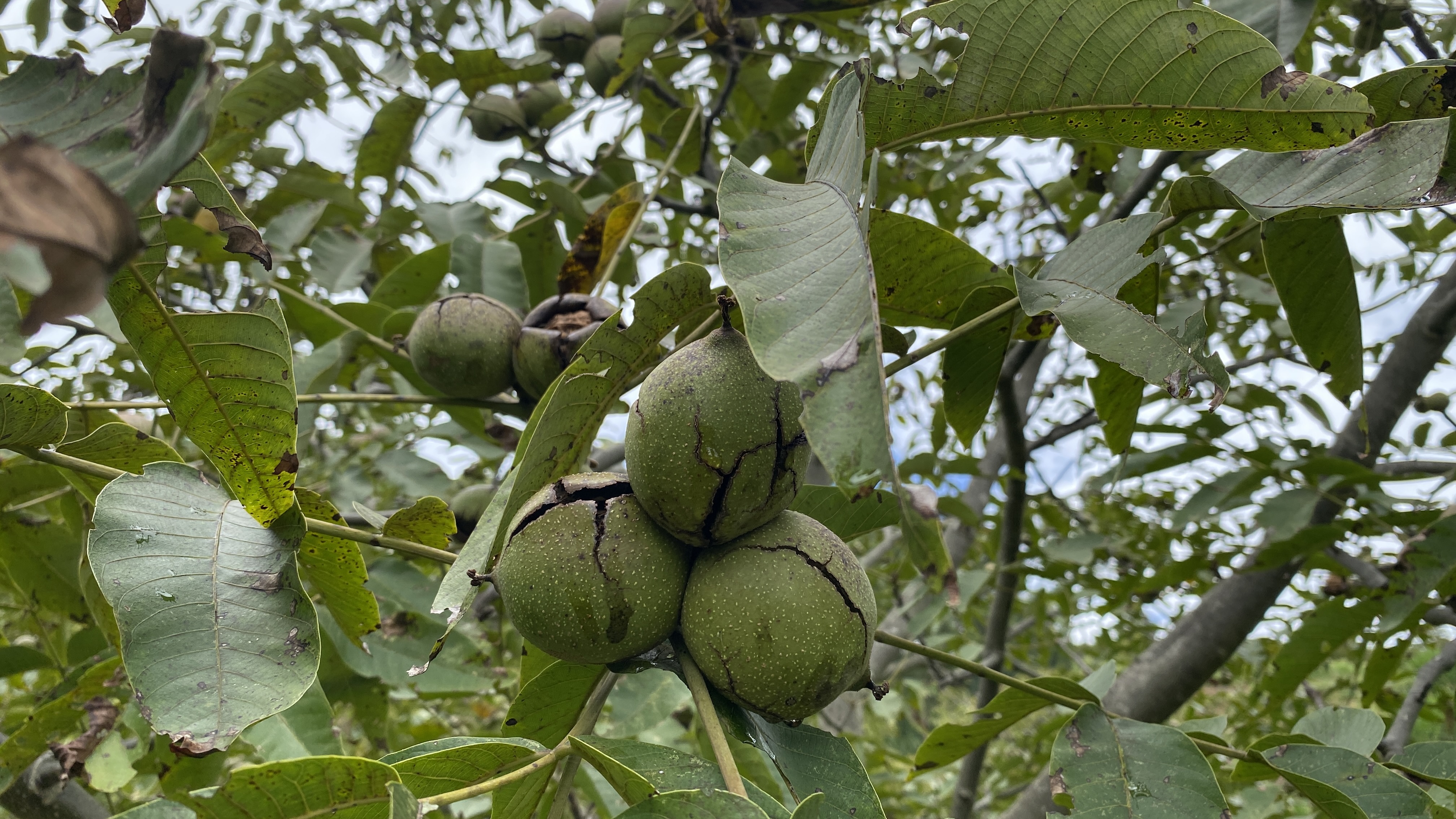 核桃怎么做好吃,核桃包浆过程