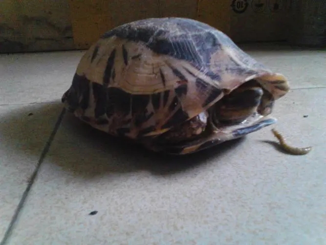 黄缘盒龟的人工饲养方法,黄额盒龟几级保护动物