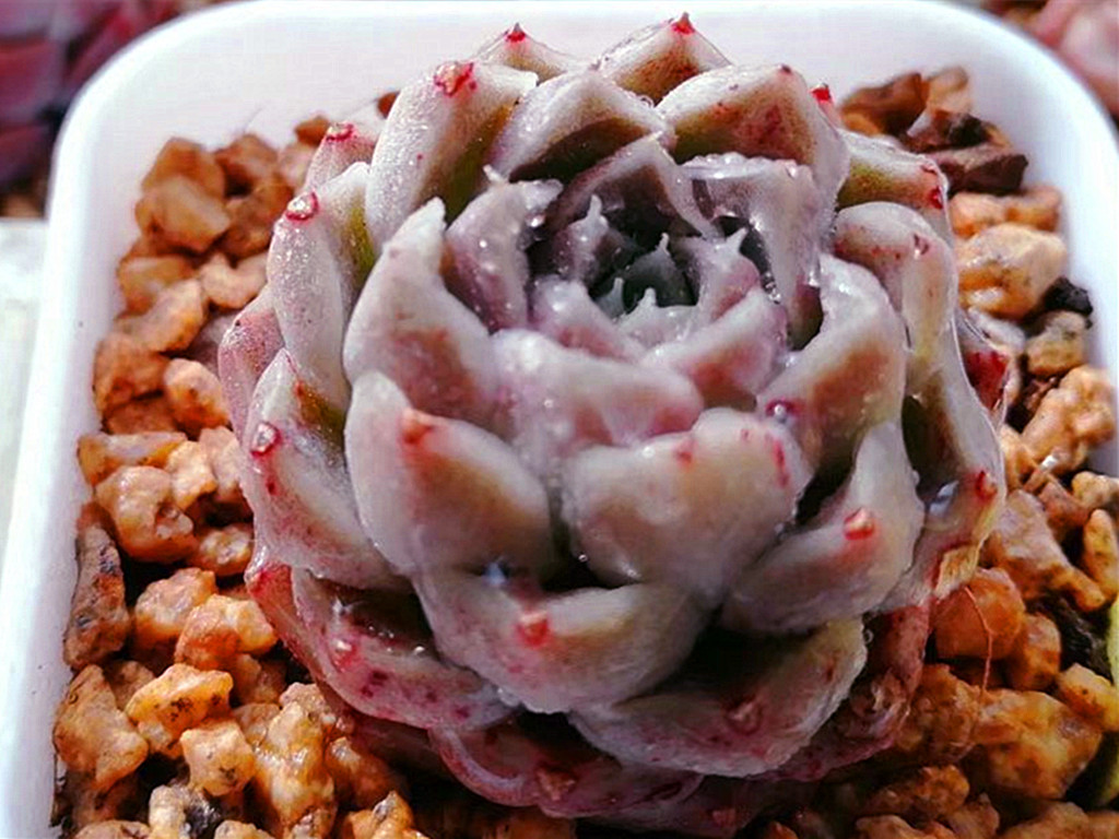 如何认清所有多肉的品种,270种常见多肉你都认识吗