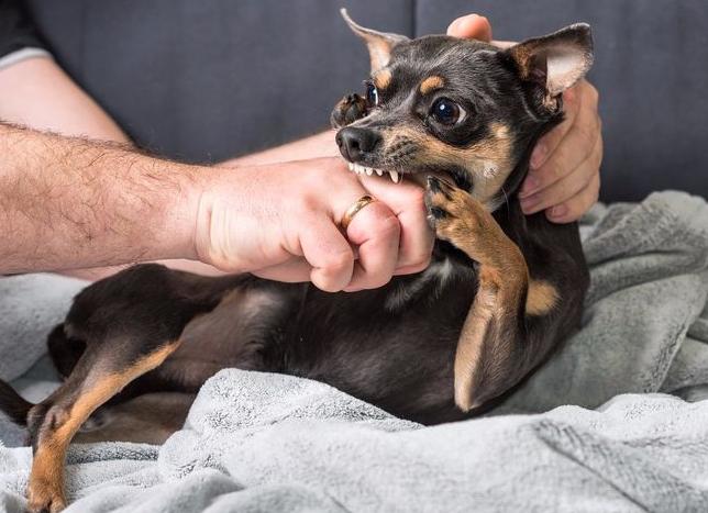 怎么训练狗狗不轻咬主人,狗狗含着主人的手轻咬
