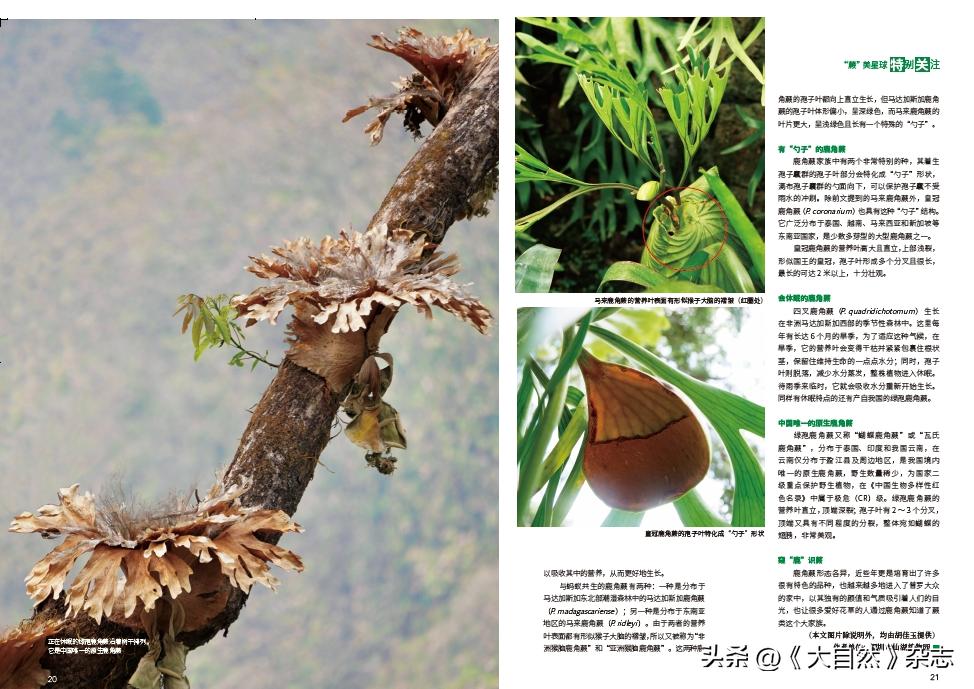 林深时见“鹿”，解谜鹿角蕨