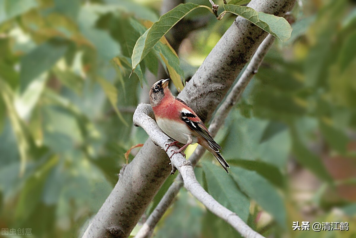 种子有哪些传播途径和方法,种子的传播方式七种