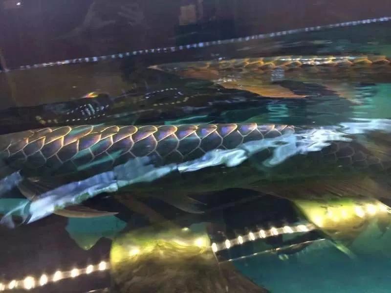 水族爱好者龙鱼,马来买的龙鱼如何带回国内