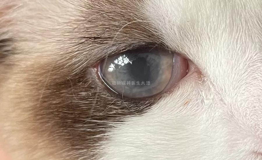 猫眼睛变黄浑浊眼球变尖,猫眼睛眼角膜浑浊