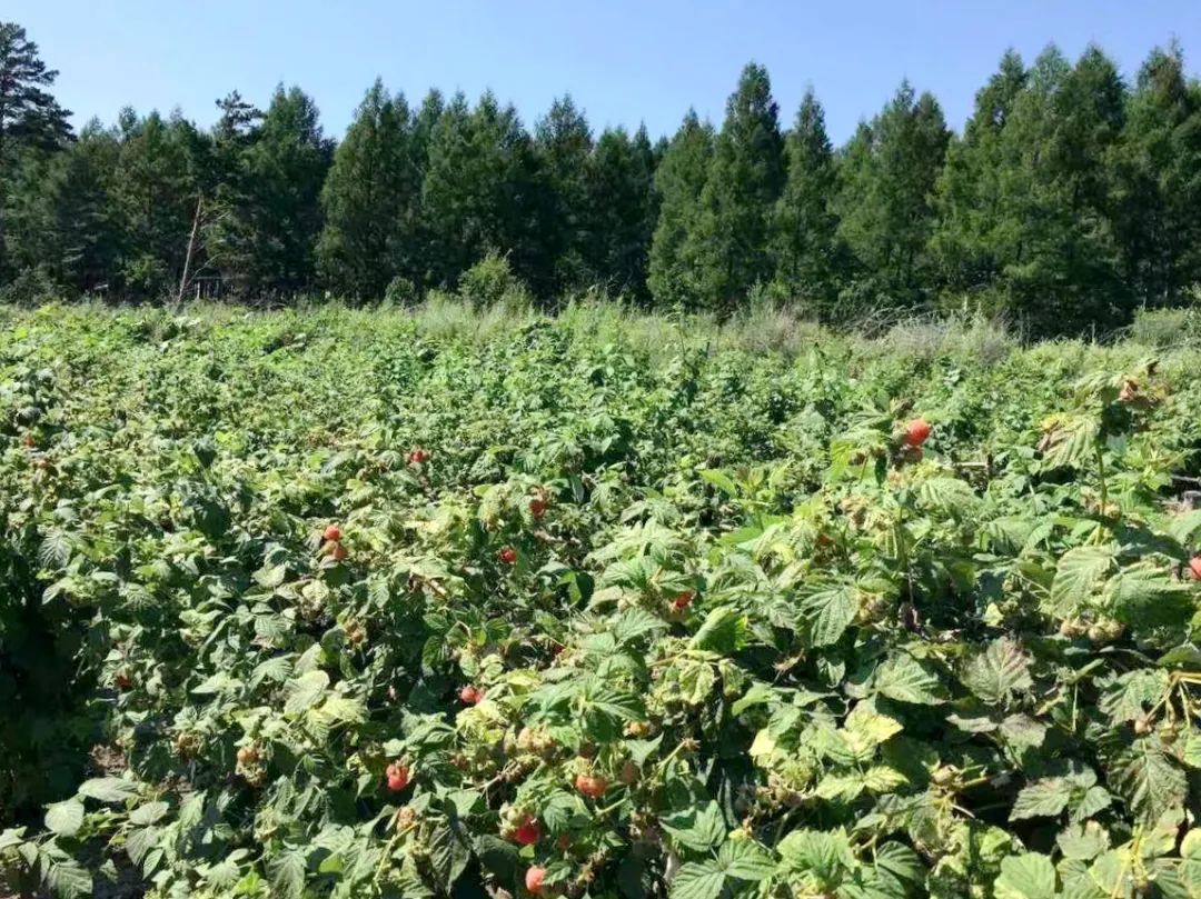 小红果变身“红宝石”,辉南石道河镇培育发展特色产业