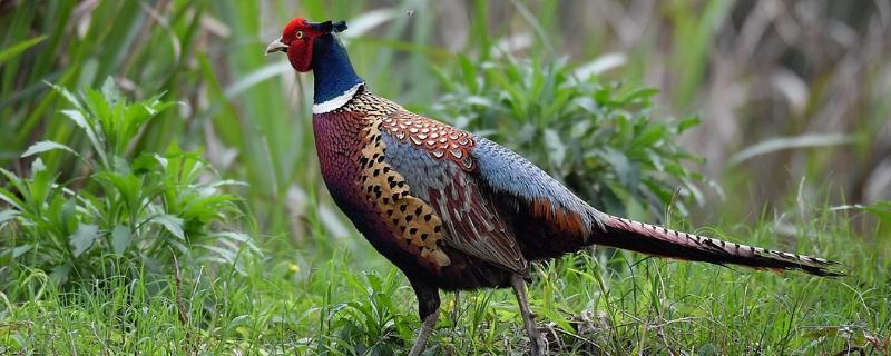 农村灵异故事之黄鼠狼,农村灵异鬼怪故事