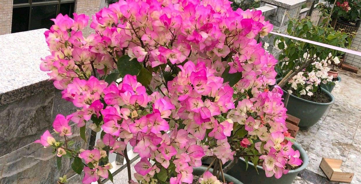 10种公认最好养的花三角梅,十种勤花三角梅