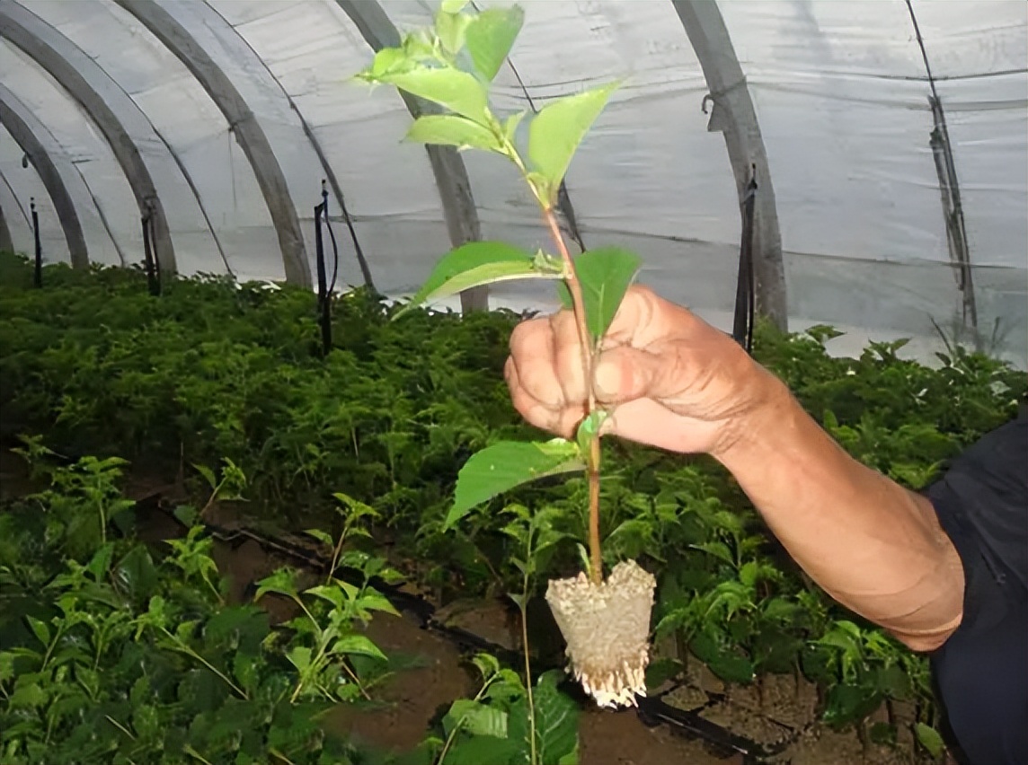 李杏的种子能种吗,杏李栽培要点