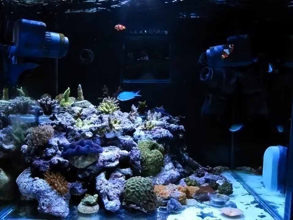 海水珊瑚缸鹦鹉螺,海水缸珊瑚视频大全