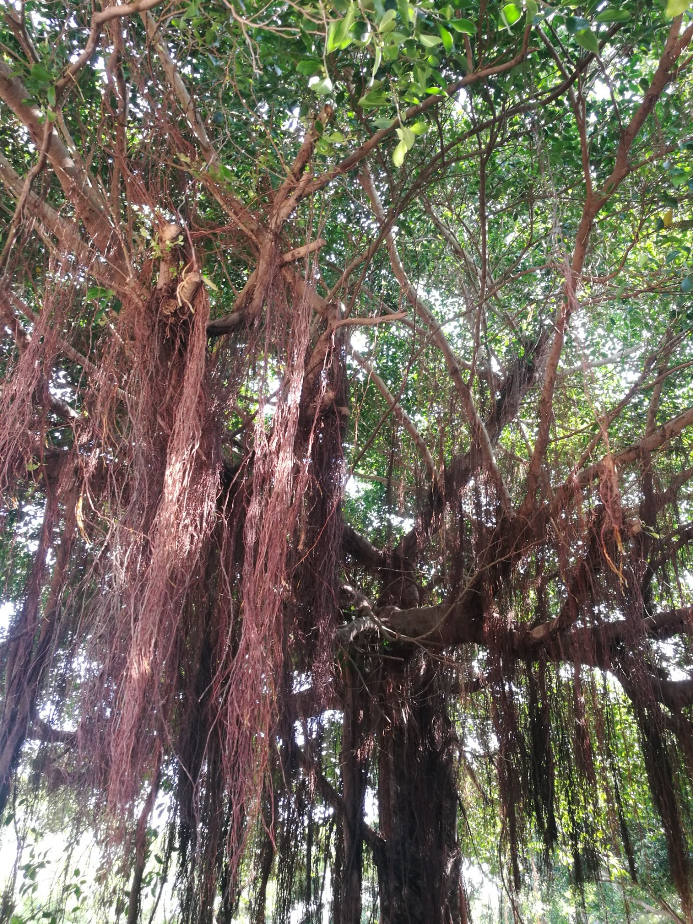 南宁北海涠洲岛六日游攻略,南宁涠洲岛德天瀑布五日游攻略
