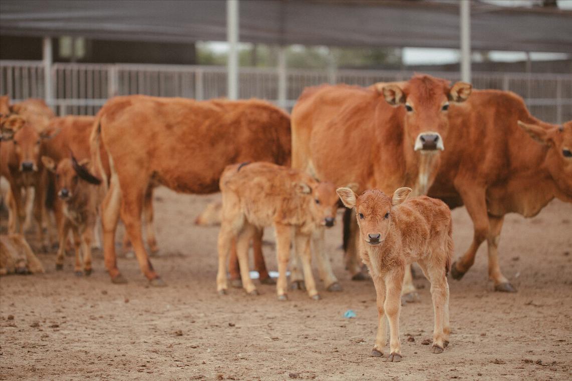 牛得了布病怎么防治,怎么判断牛得了布病最简单的方法