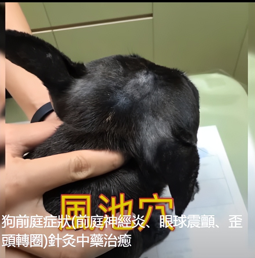 给狗做针灸的视频,带狗去针灸